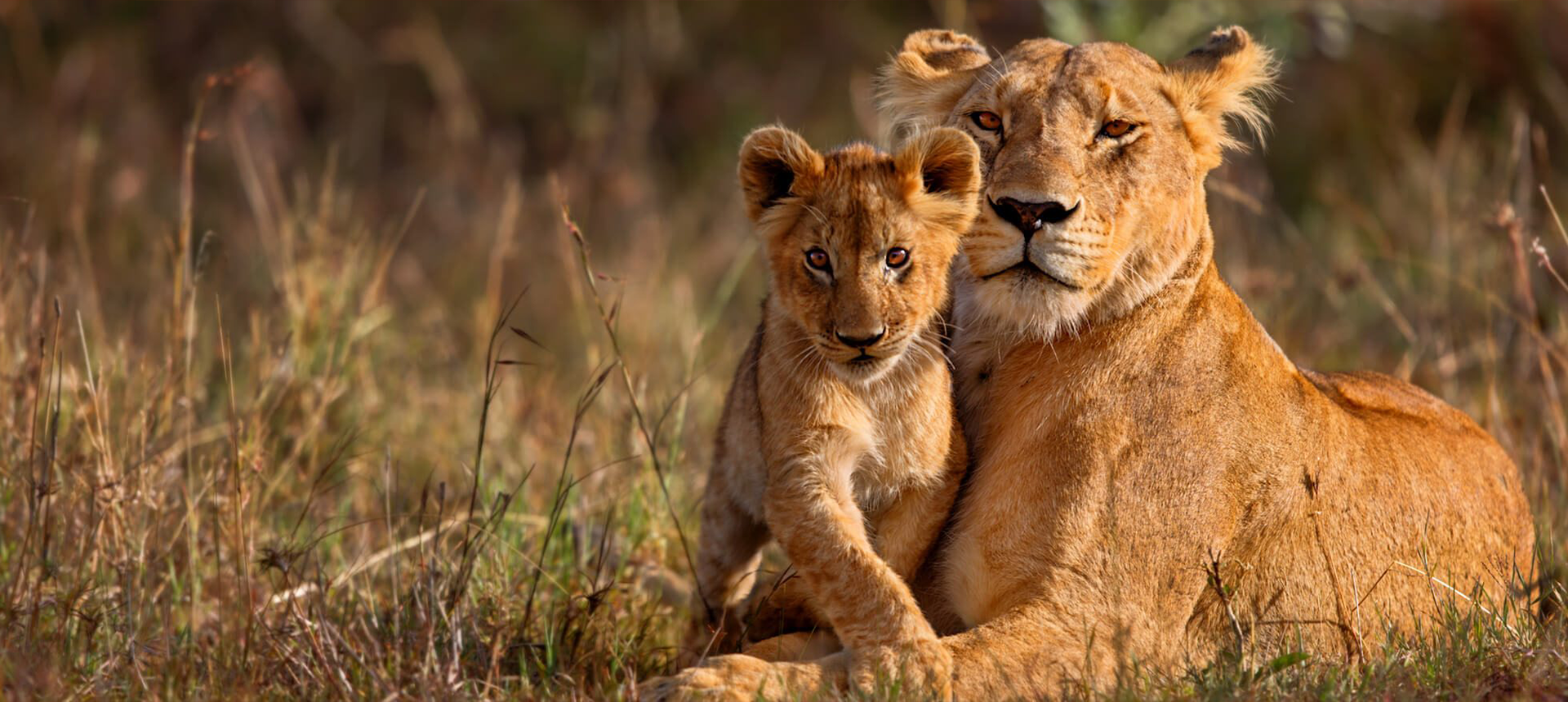 Kenya wild life